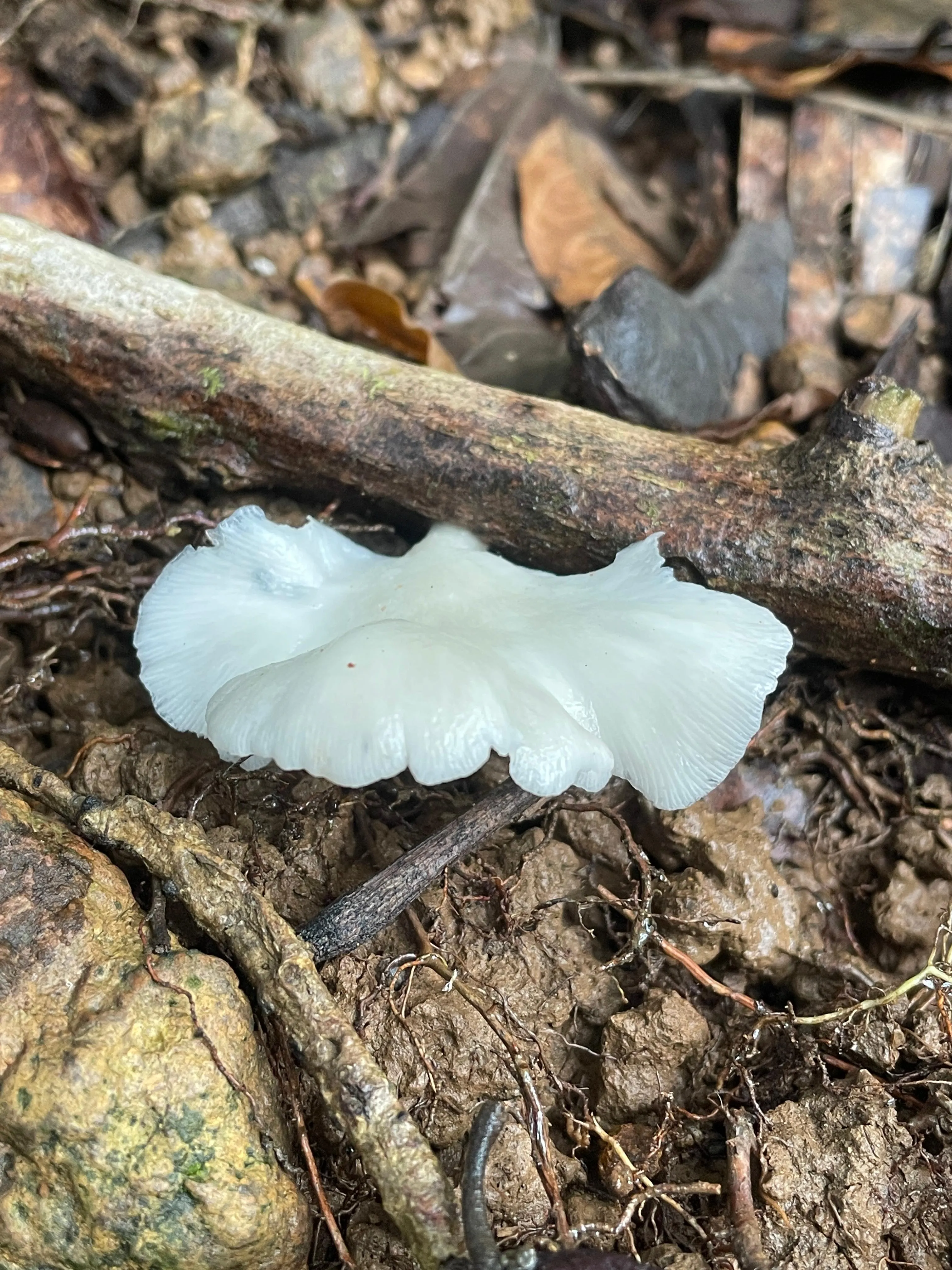 Cotylidia